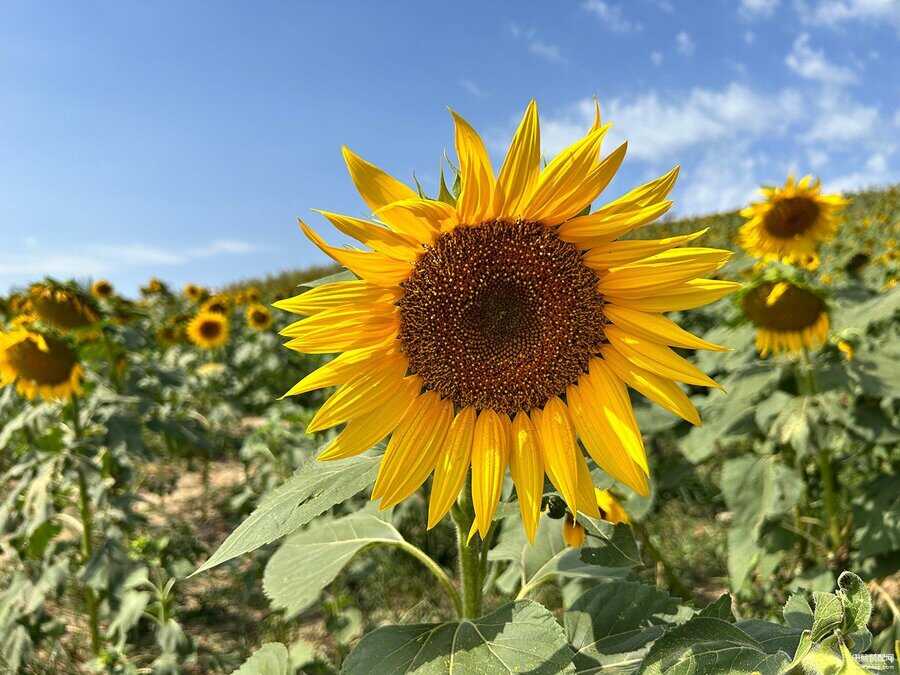 苹果哪款手机拍照效果最好