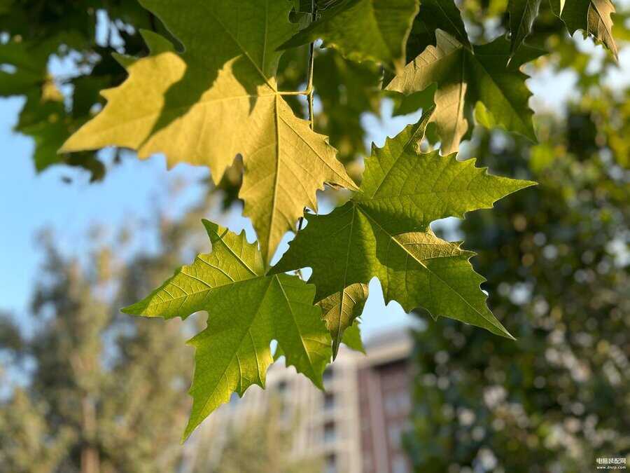 苹果哪款手机拍照效果最好